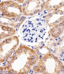 Invitrogen Bcl-10 Monoclonal Antibody (1185CT13.2.1.2) 400 &mu;L; Unconjugated:Antibodies,