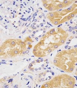 Invitrogen PAH Monoclonal Antibody (717CT21.1.1) 400 &mu;L; Unconjugated:Antibodies,