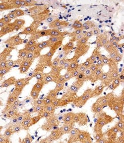 Invitrogen PAH Monoclonal Antibody (717CT21.1.1) 400 &mu;L; Unconjugated:Antibodies,