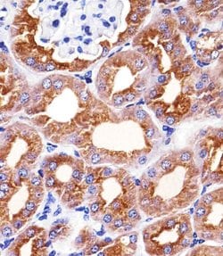 Invitrogen PAH Monoclonal Antibody (717CT21.1.1) 400 &mu;L; Unconjugated:Antibodies,