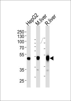 Invitrogen PAH Monoclonal Antibody (717CT21.1.1) 400 &mu;L; Unconjugated:Antibodies,