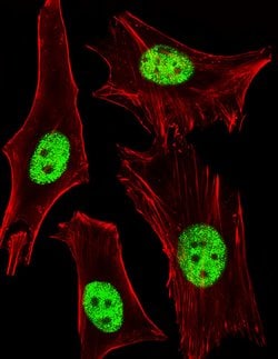 Invitrogen PPAR alpha Monoclonal Antibody (1331CT894.186.143) 400 &mu;L;