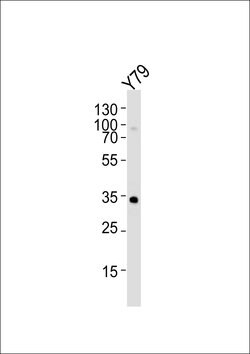 Invitrogen OTX2 Monoclonal Antibody (1313CT817.185.162) 400 &mu;L; Unconjugated:Antibodies,