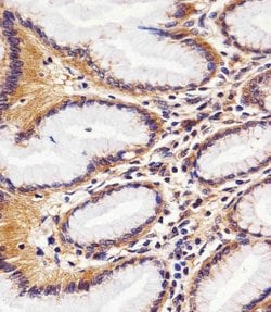 Invitrogen RAC1 Monoclonal Antibody (1301CT276.121.104) 400 &mu;L; Unconjugated:Antibodies,