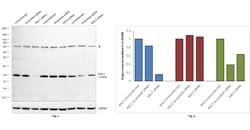 Invitrogen RAC1 Monoclonal Antibody (1301CT276.121.104) 400 &mu;L; Unconjugated:Antibodies,