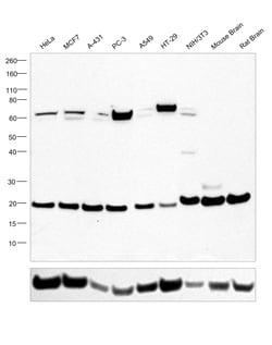 Invitrogen RAC1 Monoclonal Antibody (1301CT276.121.104) 400 &mu;L; Unconjugated:Antibodies,