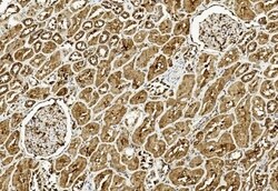 Invitrogen ULK3 Monoclonal Antibody (1404CT148.89.25) 400 &mu;L; Unconjugated:Antibodies,