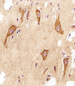 Invitrogen VAMP8 Monoclonal Antibody (1414CT354.12.23.93) 400 &mu;L; Unconjugated:Antibodies,