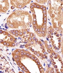ATG3 Monoclonal Antibody (1377CT239.6.1.12):Antibodies, Monoclonal