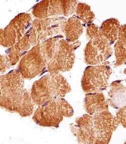 ATG3 Monoclonal Antibody (1377CT239.6.1.12):Antibodies, Monoclonal