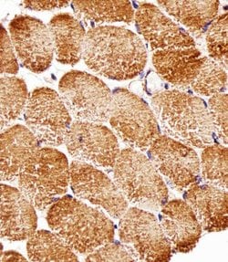 Invitrogen Raptor Monoclonal Antibody (1411CT316.2.151.34) 400 &mu;L; Unconjugated:Antibodies,