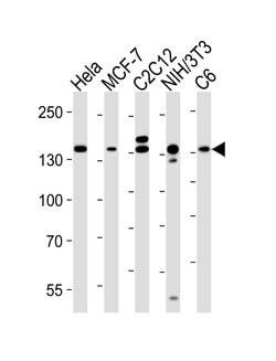 Invitrogen Raptor Monoclonal Antibody (1411CT316.2.151.34) 400 &mu;L; Unconjugated:Antibodies,