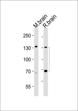 Invitrogen TrkC Monoclonal Antibody (1454CT394.87.35) 400 &mu;L | Buy Online | Invitrogen&trade; | Fisher Scientific