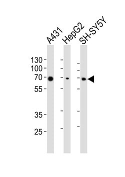 Invitrogen PKR Monoclonal Antibody (1441CT628.33.40) 400 &mu;L; Unconjugated:Antibodies,