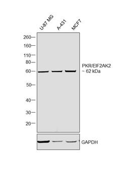Invitrogen PKR Monoclonal Antibody (1441CT628.33.40) 400 &mu;L; Unconjugated:Antibodies,