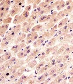 Invitrogen FER Monoclonal Antibody (1457CT181.12.17) 400 &mu;L; Unconjugated:Antibodies,
