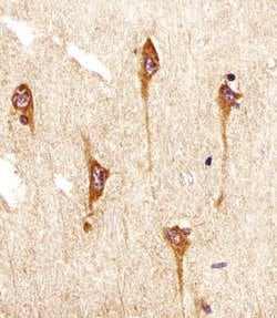 Invitrogen TrkB Monoclonal Antibody (1446CT494.85.83.49) 400 &mu;L; Unconjugated:Antibodies,