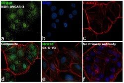 Invitrogen MCK10 Monoclonal Antibody (1464CT339.1.54) 400 &mu;L | Buy Online | Invitrogen&trade; | Fisher Scientific