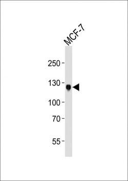 Invitrogen MCK10 Monoclonal Antibody (1464CT339.1.54) 400 &mu;L | Buy Online | Invitrogen&trade; | Fisher Scientific