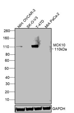 Invitrogen MCK10 Monoclonal Antibody (1464CT339.1.54) 400 &mu;L | Buy Online | Invitrogen&trade; | Fisher Scientific