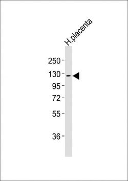 Invitrogen CSF1R Monoclonal Antibody (1486CT328.53.37) 400 &mu;L | Buy Online | Invitrogen&trade; | Fisher Scientific