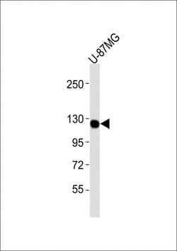 Invitrogen CSF1R Monoclonal Antibody (1486CT328.53.37) 400 &mu;L | Buy Online | Invitrogen&trade; | Fisher Scientific