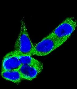 Invitrogen CRMP5 Monoclonal Antibody (1503CT789.209.250.52) 200 &mu;L;
