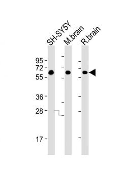 Invitrogen CRMP5 Monoclonal Antibody (1503CT789.209.250.52) 200 &mu;L;
