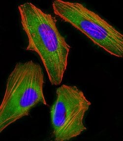 Invitrogen FAM120A Monoclonal Antibody (1501CT803.19.85.5) 200 &mu;L; Unconjugated:Antibodies,