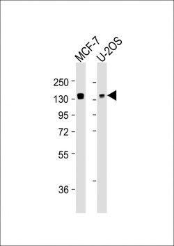 Invitrogen FAM120A Monoclonal Antibody (1501CT803.19.85.5) 200 &mu;L; Unconjugated:Antibodies,