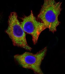 Invitrogen HCK Monoclonal Antibody (1508CT602.13.1) 200 &mu;L; Unconjugated:Antibodies,