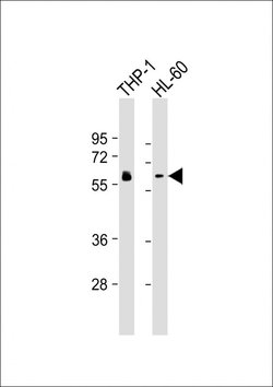 Invitrogen HCK Monoclonal Antibody (1508CT602.13.1) 200 &mu;L; Unconjugated:Antibodies,