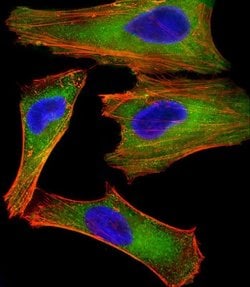 Invitrogen XIAP Monoclonal Antibody (1020CT7.2.2) 200 &mu;L; Unconjugated:Antibodies,