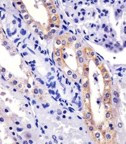 Invitrogen XIAP Monoclonal Antibody (1020CT7.2.2) 200 &mu;L; Unconjugated:Antibodies,