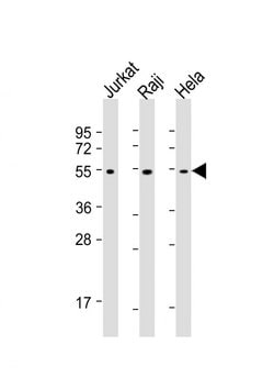 Invitrogen XIAP Monoclonal Antibody (1020CT7.2.2) 200 &mu;L; Unconjugated:Antibodies,