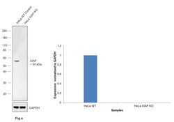 Invitrogen XIAP Monoclonal Antibody (1020CT7.2.2) 200 &mu;L; Unconjugated:Antibodies,