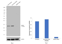 Invitrogen RAB3a Monoclonal Antibody (1531CT562.14.57) 200 &mu;L; Unconjugated:Antibodies,