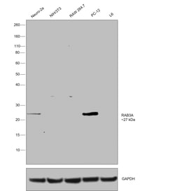 Invitrogen RAB3a Monoclonal Antibody (1531CT562.14.57) 200 &mu;L; Unconjugated:Antibodies,