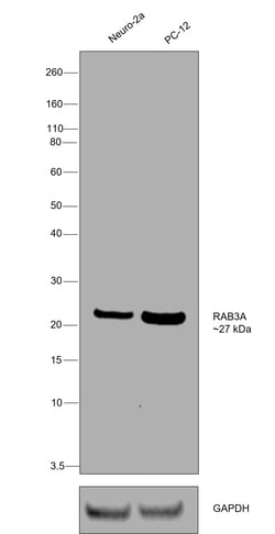Invitrogen RAB3a Monoclonal Antibody (1531CT562.14.57) 200 &mu;L; Unconjugated:Antibodies,