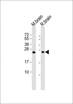 Invitrogen RAB3a Monoclonal Antibody (1531CT562.14.57) 200 &mu;L; Unconjugated:Antibodies,
