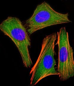 Invitrogen IRF3 Monoclonal Antibody (1522CT766.58.24) 200 &mu;L; Unconjugated:Antibodies,