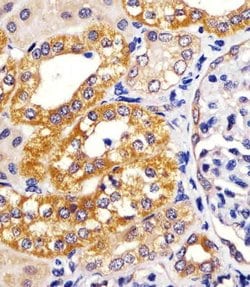 Invitrogen IRF3 Monoclonal Antibody (1522CT766.58.24) 200 &mu;L; Unconjugated:Antibodies,