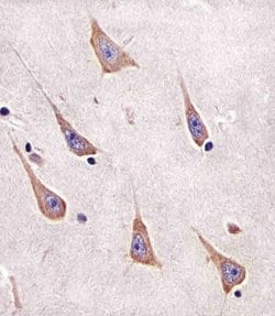 Invitrogen RAB11A Monoclonal Antibody (1565CT164.36.80) 200 &mu;L; Unconjugated:Antibodies,