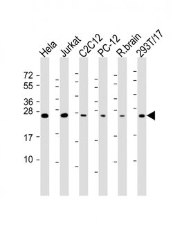 Invitrogen RAB11A Monoclonal Antibody (1565CT164.36.80) 200 &mu;L; Unconjugated:Antibodies,