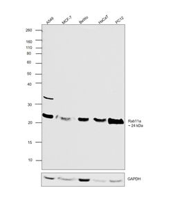 Invitrogen RAB11A Monoclonal Antibody (1565CT164.36.80) 200 &mu;L; Unconjugated:Antibodies,