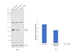 Invitrogen RAB11A Monoclonal Antibody (1565CT164.36.80) 200 &mu;L; Unconjugated:Antibodies,