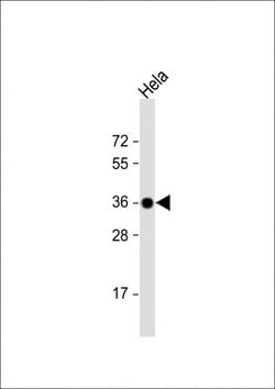 Invitrogen GAPDH Monoclonal Antibody (1653CT401.3.33), HRP 200 &mu;L; HRP:Antibodies,