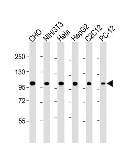 Invitrogen MCM3 Monoclonal Antibody (1593CT377.41.73) 200 &mu;L; Unconjugated:Antibodies,