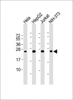 Invitrogen RAB5B Monoclonal Antibody (1615CT668.28.45) 200 &mu;L; Unconjugated:Antibodies,