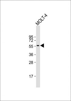 Invitrogen ETS1 Monoclonal Antibody (1601CT512.35.61) 200 &mu;L; Unconjugated:Antibodies,